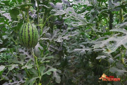 树上吃瓜,揭秘树上吃瓜的趣味生活