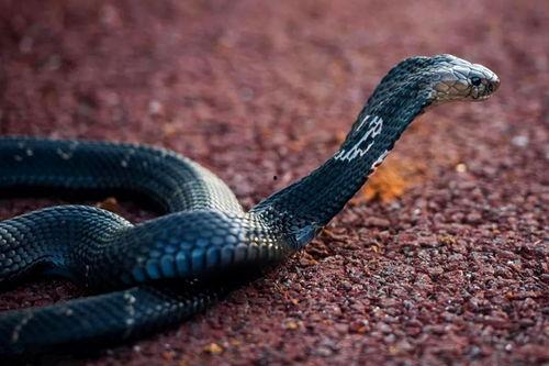 明星转蛇图片大全,惊悚转瞬间的奇幻变身大盘点