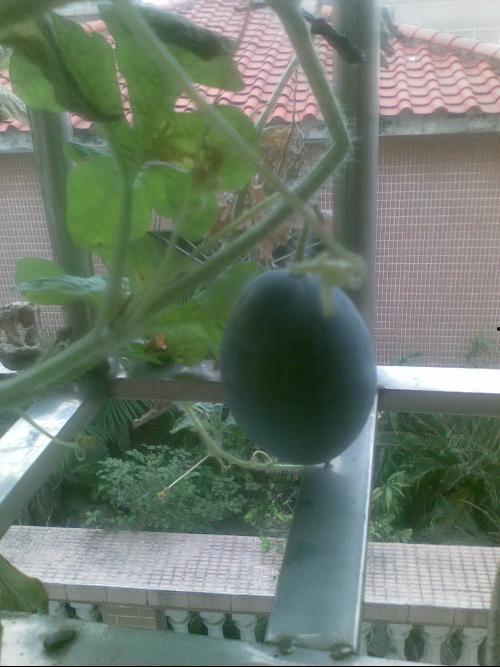 阳台吃瓜打架,一场别开生面的阳台打架事件