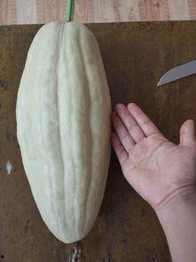 吃叶子吃杆子的瓜,探索独特瓜类美食之旅