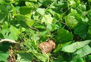 土瓜啥时候吃,土瓜的最佳食用时节揭秘