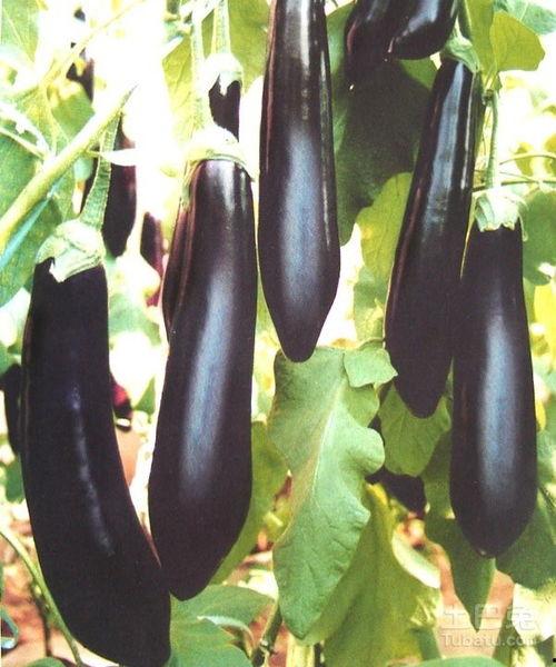 吃瓜吃茄,揭秘夏日消暑美食的奇妙之旅